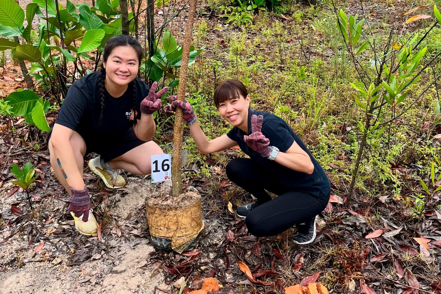 Tree Planting Drive at 16 Sierra