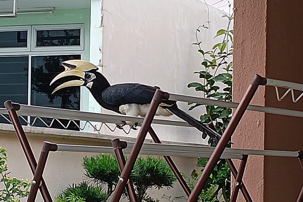  Hornbill