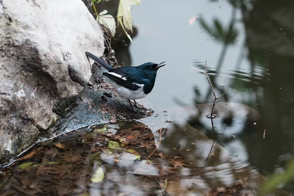 Magpie-Robins and Shamas