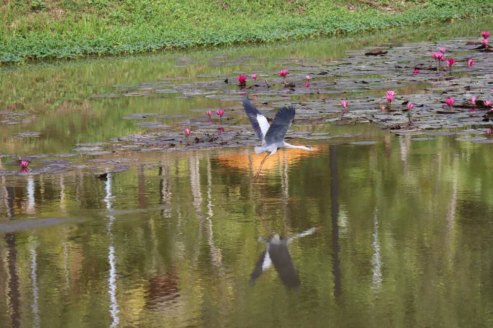 Species name Grey Heron